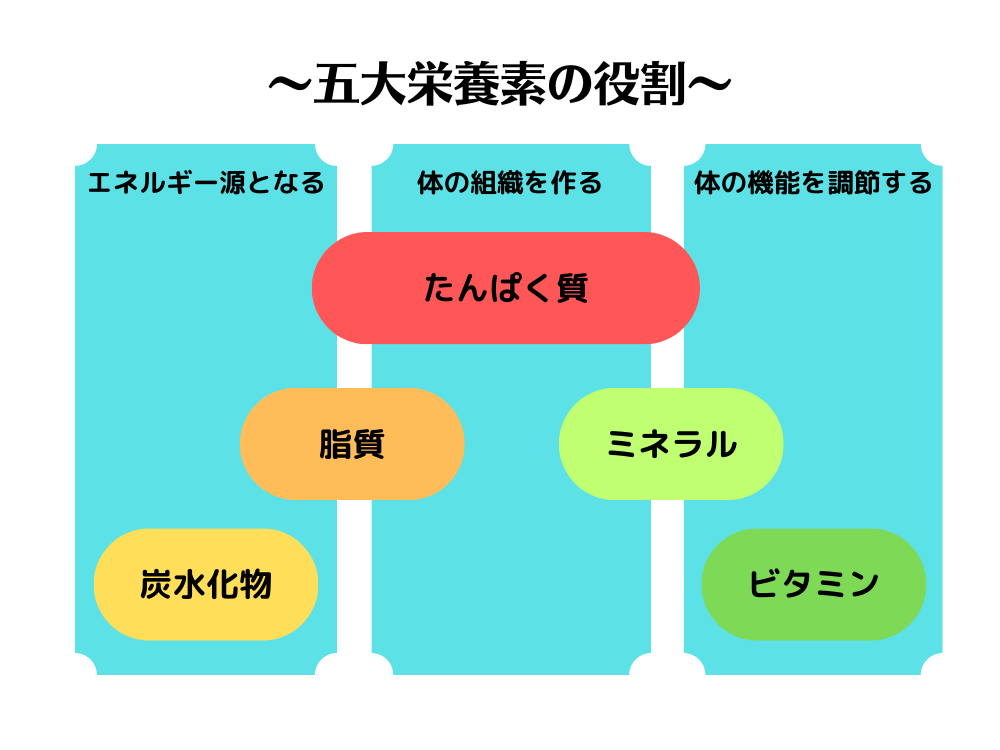 五大栄養素とは?種類と働きをわかりやすく解説 - Macky's Note